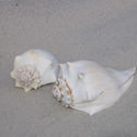 shells